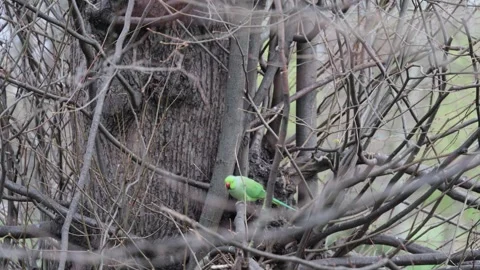 Ring necked parrot hyde park Video stock 331956708