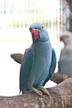 Ring necked parrot Stock Photos