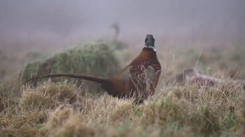 Ring necked pheasant 50p ( Phasianus colchicus ) Stock Footage 297856717