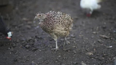 Ring-necked pheasant bird (Phasianus colchicus) moving on farmland, slow moti 库存影片 330047534