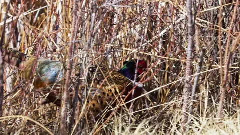 Ring-necked Pheasant Camouflaged in Winter Brush Stock Footage 301068085