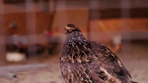 Ring-necked pheasant in an enclosure, bird breeding in aviaries, wild birds feed Stock Footage 293683838