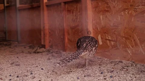 Ring-necked pheasant in an enclosure, bird breeding in aviaries, wild birds feed Stock Footage 293683857