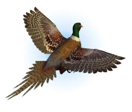 Ring-necked Pheasant Flying Stock Illustration
