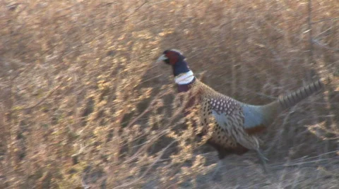 Ring-necked Pheasant Vídeos de archivo 652220