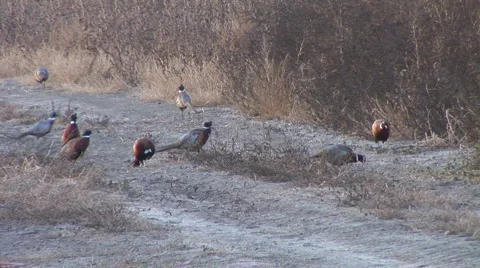 Ring-necked Pheasant Stock Footage 921737