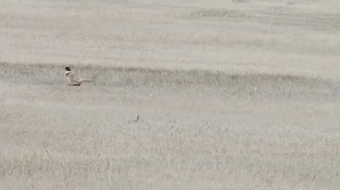 Ring-necked Pheasant Stock Footage 11511989