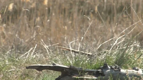 Ring-necked pheasant Stock Footage 32207396