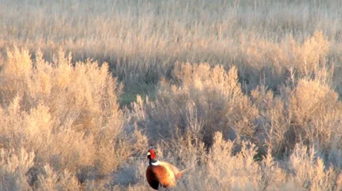 Ring-necked Pheasant Stock Footage 37204406
