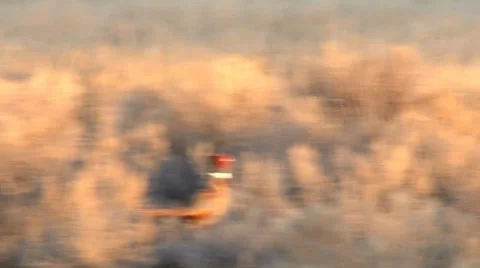 Ring-necked Pheasant Stock Footage 37204410
