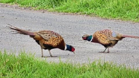 Ring-necked Pheasant Video stock 114209636