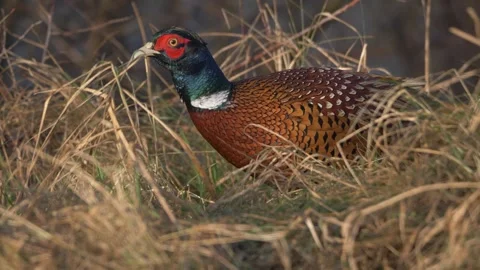 Ring-necked Pheasant Video stock 262557998