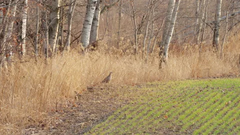 Ring-necked Pheasant Hen Standing at Edge of Winter Wheat Field, 4K Stock Footage 160777689