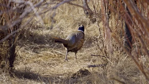 Ring-necked pheasant moving through the brush in slow motion Stock Footage 327630010