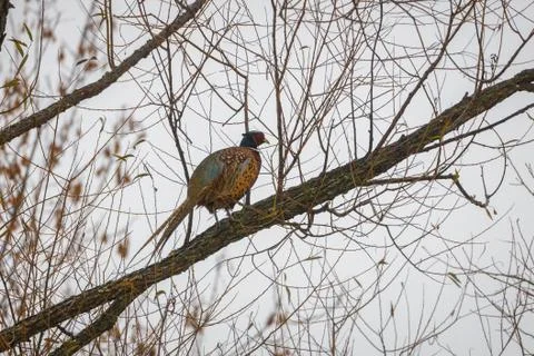 Ring-necked Pheasant perched in a tree Stock Photos