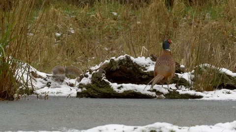 Ring necked Pheasant Phasianus colchicus 49 16.1 in snow Видео 120350399