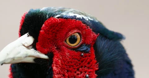 A Ring necked Pheasant, Phasianus colchicus with blood sucking parasitic tick Vidéo 240405593