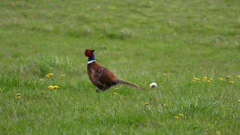 Ring-necked Pheasant - Phasianus colchicus Stock Footage 276852060