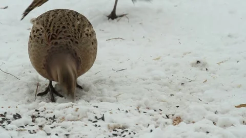 Ring-necked Pheasant, Phasianus colchicus. A birds eat the seeds of plants .. Stock Footage 287209313