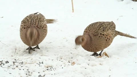 Ring-necked Pheasant, Phasianus colchicus. A birds eat the seeds of plants .. Stock Footage 287209324