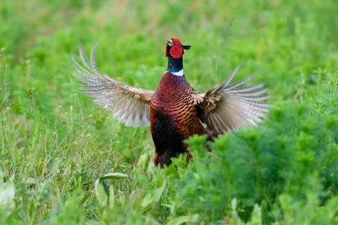 Ring-necked pheasant (Phasianus colchicus) cock, standing in field displaying Stock Photos