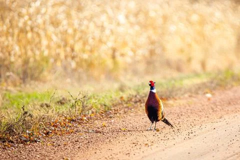 Ring-necked Pheasant (Phasianus colchicus) walking down a cenral Wisconsin ro Stock Photos