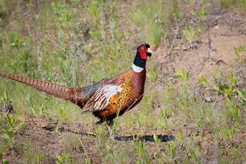 Ring-necked Pheasant, Phasianus colchicus. A male bird walks through the mead Stock-Fotos