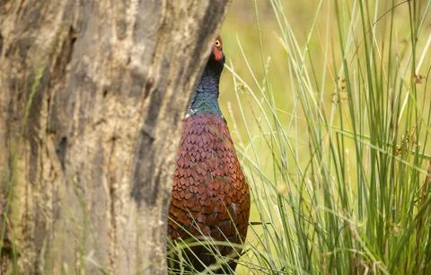 Ring-necked Pheasant, Phasianus colchicus large colourful game bird Stock-Fotos