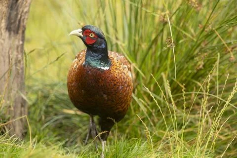 Ring-necked Pheasant, Phasianus colchicus large colourful game bird Stock Photos