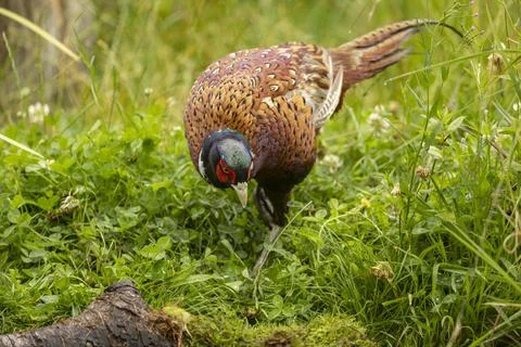 Ring-necked Pheasant, Phasianus colchicus large colourful game bird Foto stock