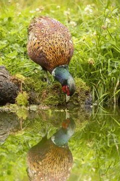 Ring-necked Pheasant, Phasianus colchicus large colourful game bird Stock Photos