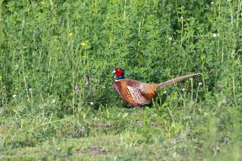 Ring necked Pheasant 스톡 사진