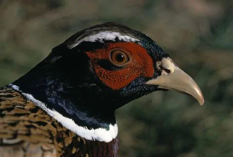 Ring-Necked Pheasant Stock Photos