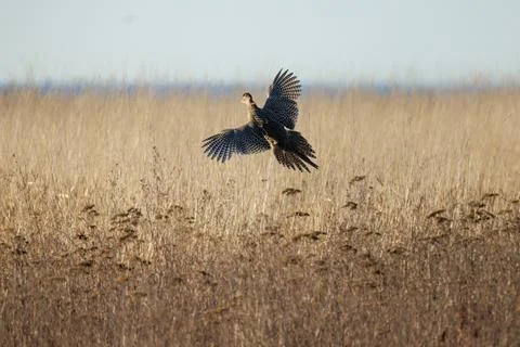 Ring-necked Pheasant Foto stock