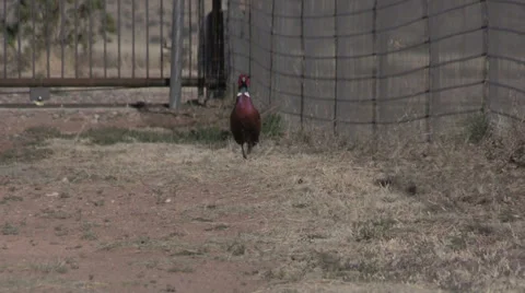 Ring-necked Pheasant Rooster Vídeos de archivo 36909250