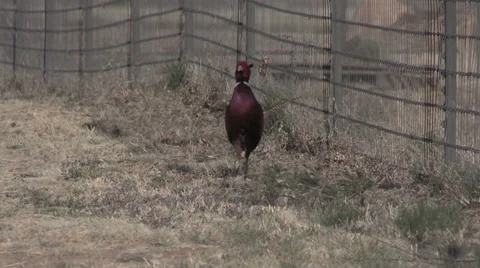 Ring-necked Pheasant Rooster Stock-Footage 36922245