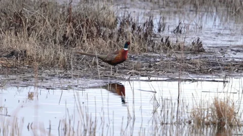 Ring-necked Pheasant rooster reflecting in the water Stock Footage 303794619