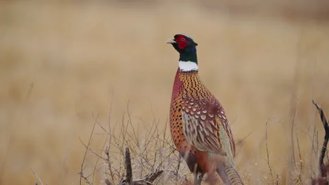 Ring-necked Pheasant rooster standing on the edge of a field Stock Footage 293372829