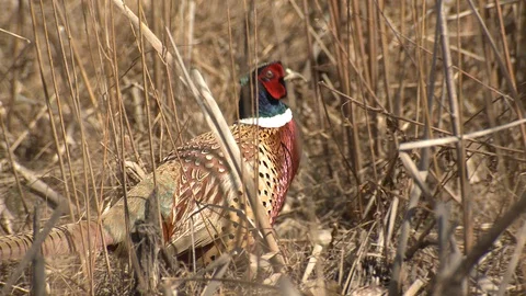 Ring-necked Pheasant Rooster Walking Through Marsh Dried Vegetation Grass Stock Footage 129988427