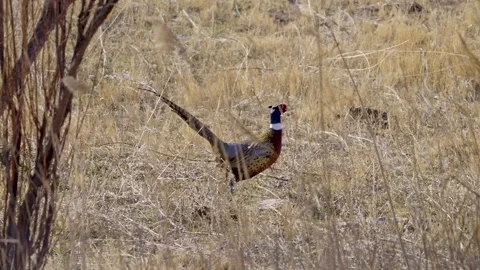 Ring-necked pheasant running through a field in slow motion Stock Footage 327629860