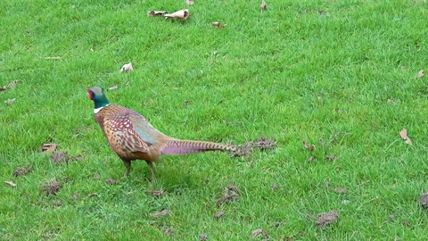 The ring-necked pheasant walking on grass looking for food Video stock 78499491