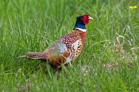 A Ring-necked Pheasant Walking in Tall Grass Stock Photos