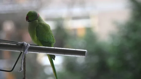 A ring necked (rose-ringed parakeet (Psittacula krameri)) 스톡 동영상 148092523