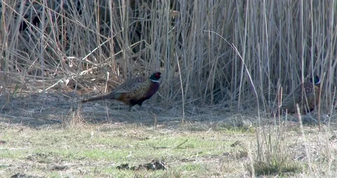 Ring-nicked pheasants Stock Footage 141265963