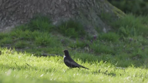 Ring Ouzel Stock Footage 225462143