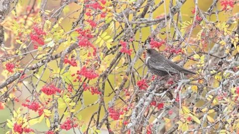 Ring ouzel on rowan tree in the autumn season (Turdus torquatus) Stock Footage 322112320