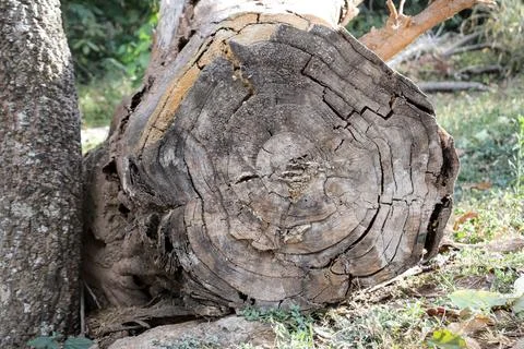 Ring Patterns on a tree stump that was cut down Stock Photos