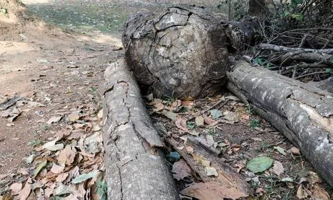 Ring Patterns on a tree stump that was cut down Stock Photos