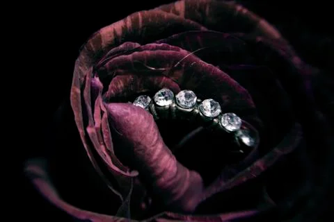 Ring in a Rose Stock Photos