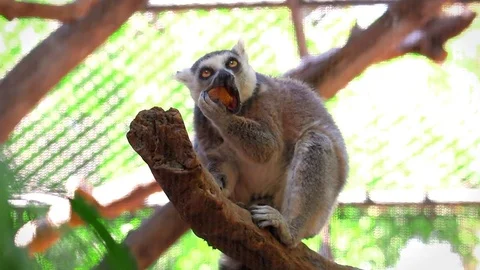 Ring Ruffed / Ring Tailed Lemur Eats a Muffin on a Branch Video stock 76023678